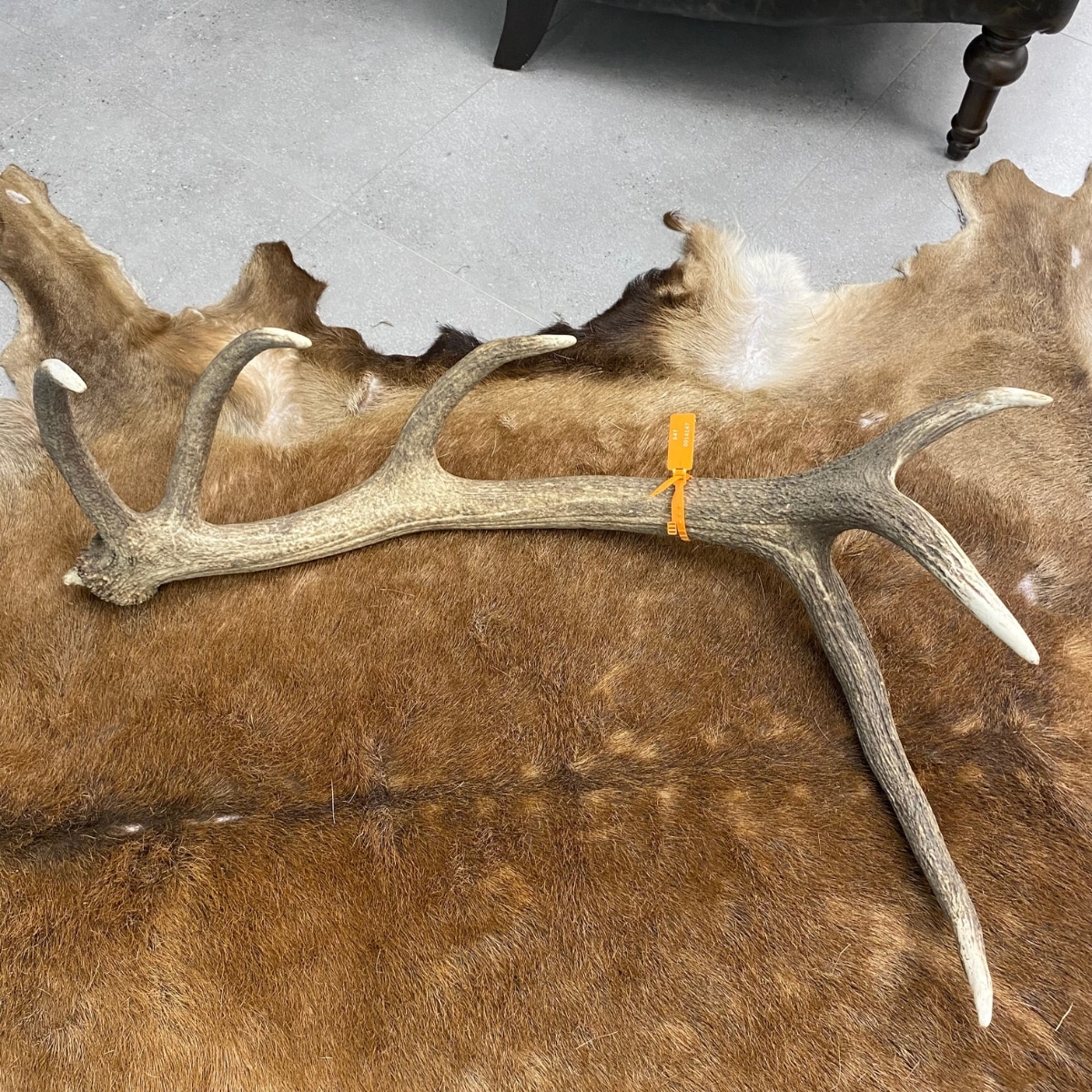 red deer cast antler 14147
